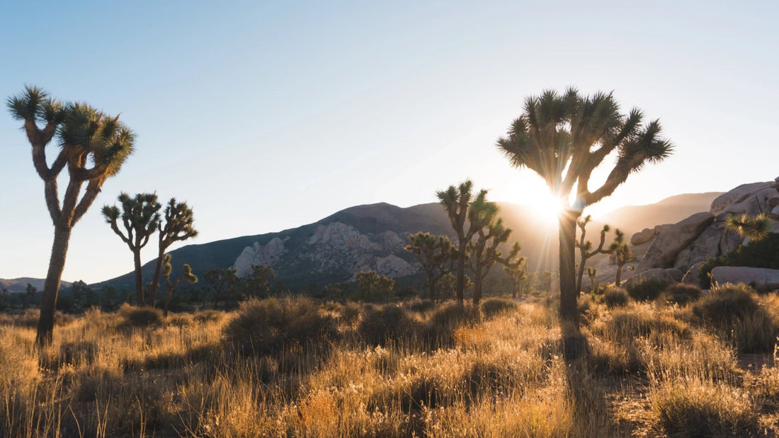 13 Best California Native Grasses for Your Water-Wise Yard - Soildrops