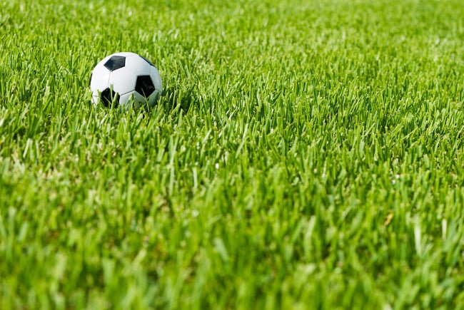 Bermuda Grass: Features, Care Tips, and Your Complete Guide - Soildrops