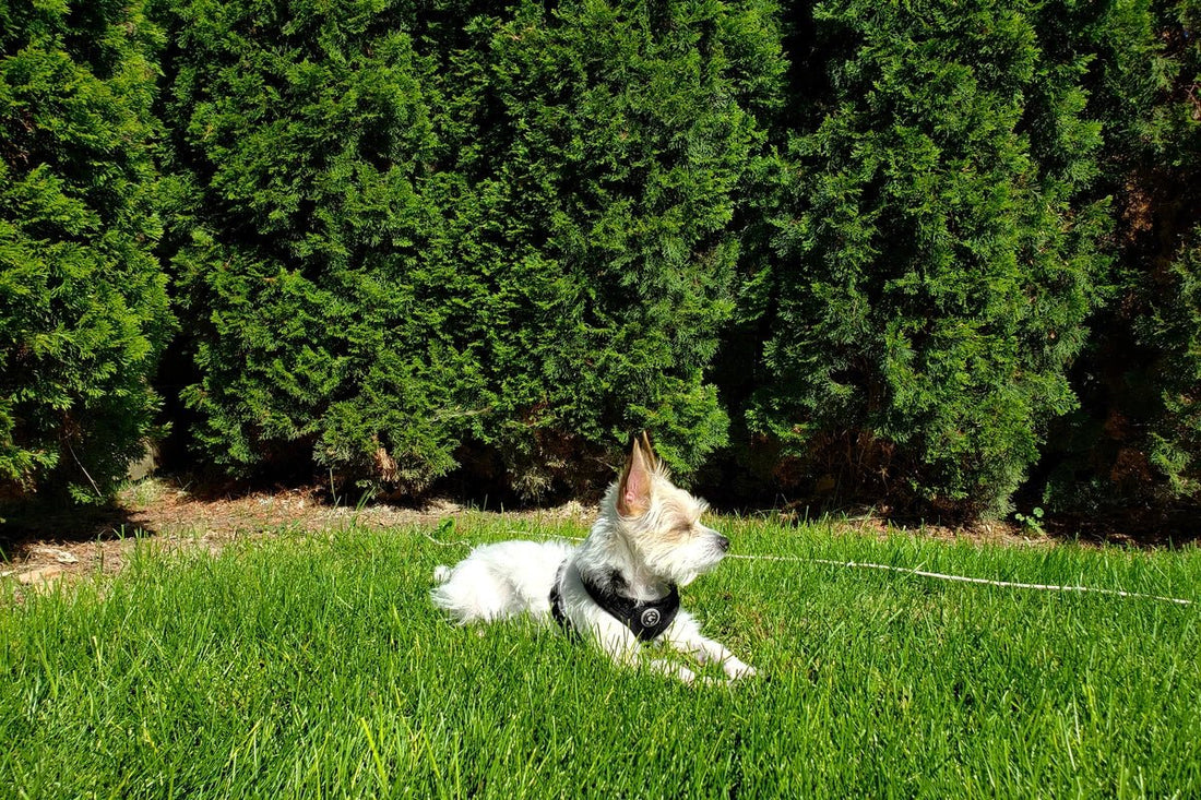 Buffalo Grass 101: A Homeowner's Guide to Care and Success - Soildrops