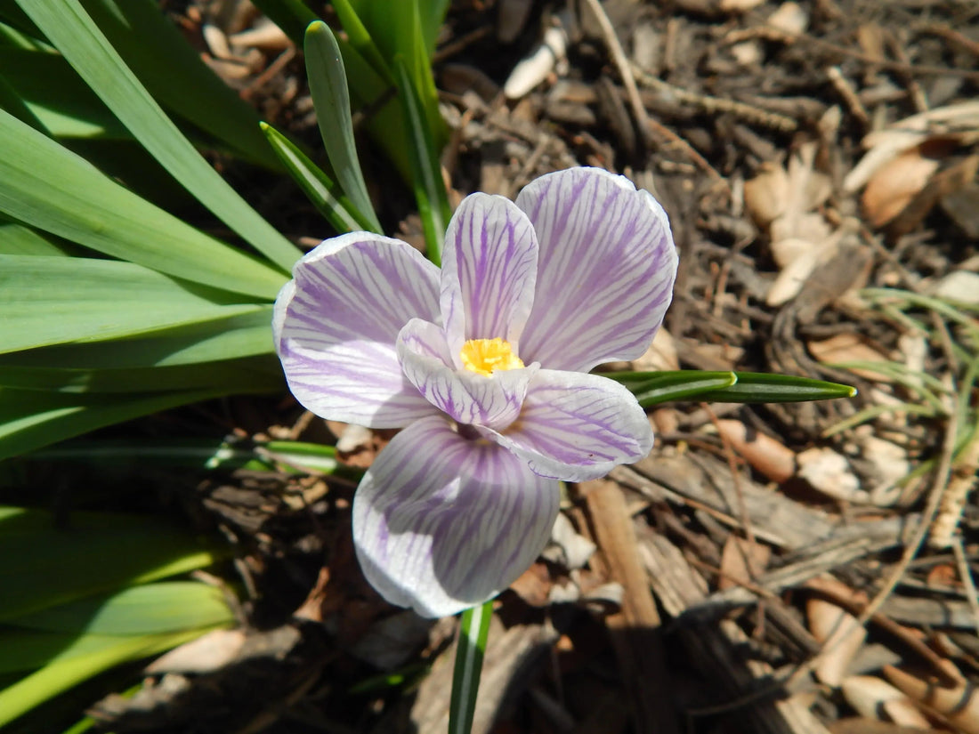 Don't Waste Those Clippings! How to Improve Your Lawn with Mulch - Soildrops