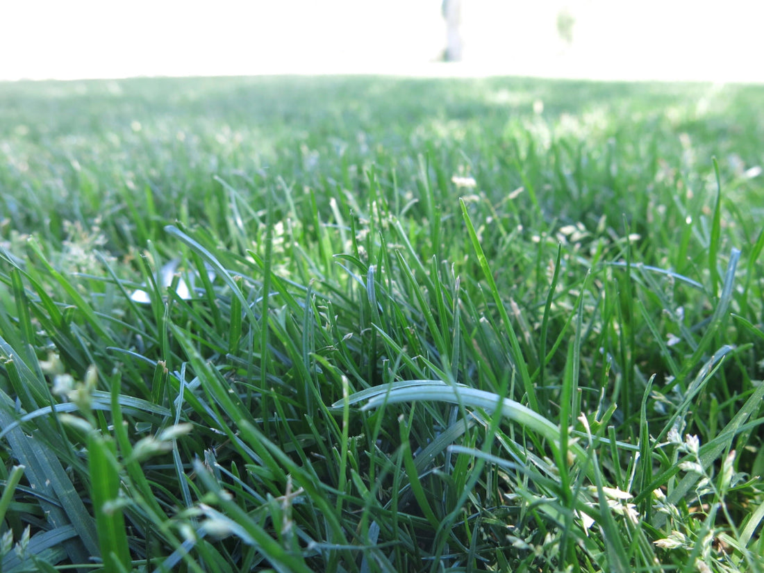 Everything You Need to Know About Kentucky Bluegrass: Pros, Cons, Care Tips, and More - Soildrops