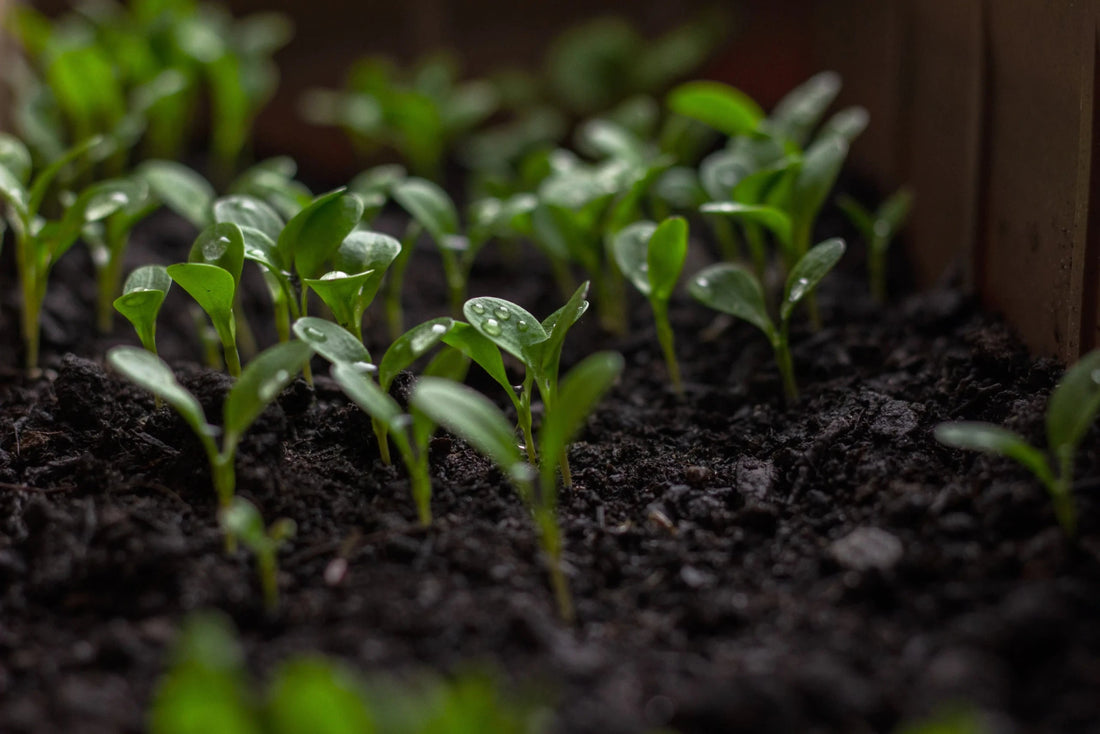 From Seed to Sprout: A Step-by-Step Guide to Establishing A New Lawn - Soildrops