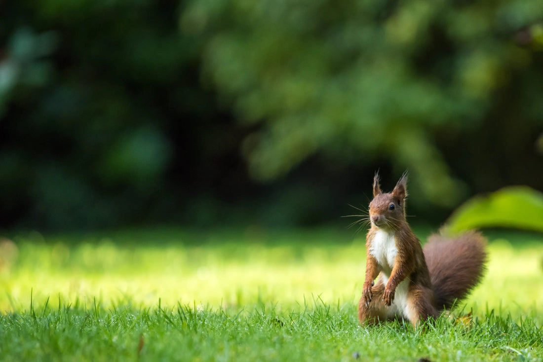 The 10 Lawn Care Mistakes You Need to Stop Making - Soildrops