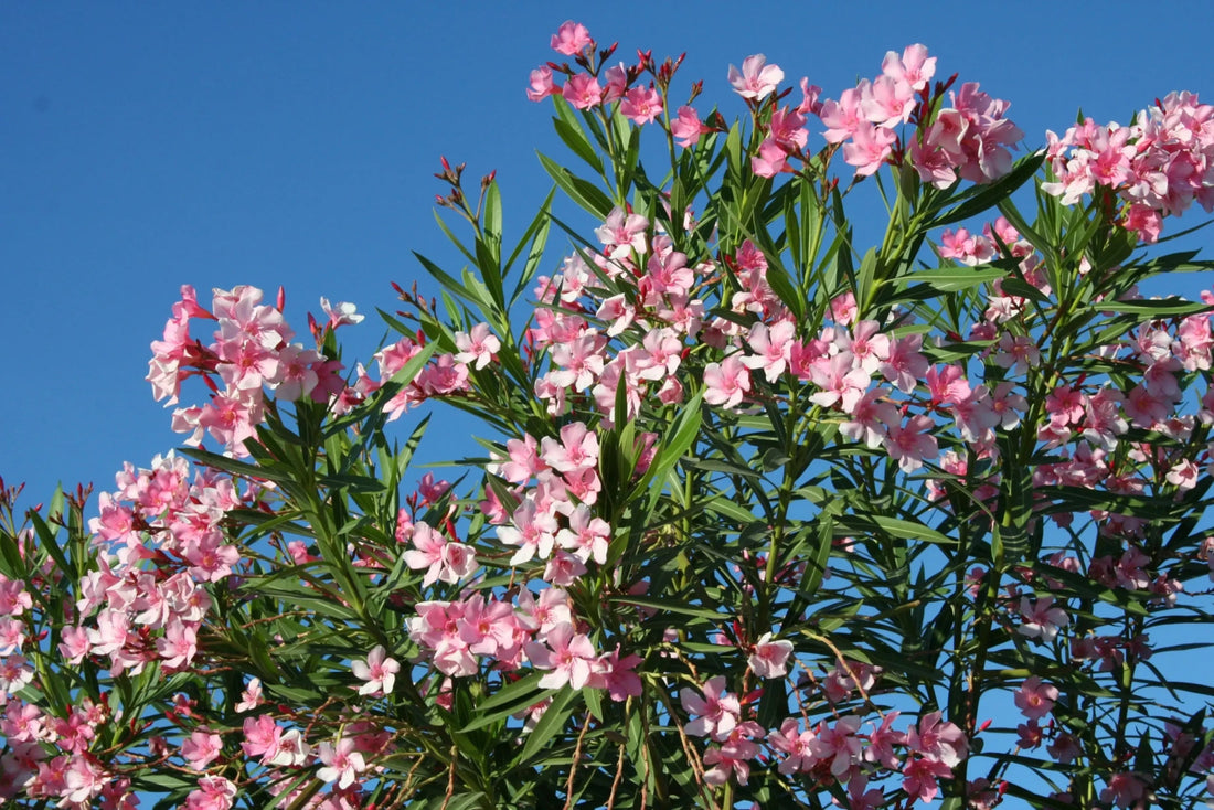 Tree & Shrub Watering Tips: How to Water Shrubs and Trees for Healthy Growth - Soildrops