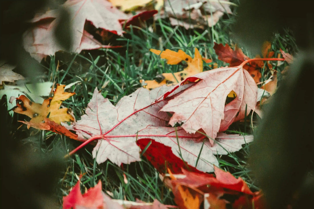 Ultimate Fall Lawn Care Guide: Irrigation Tips and More! - Soildrops