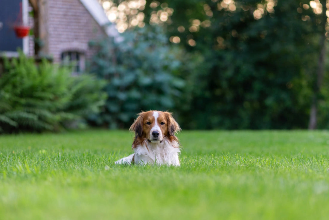 Why Your Lawn Needs Dethatching and Aeration (And How To Do It) - Soildrops