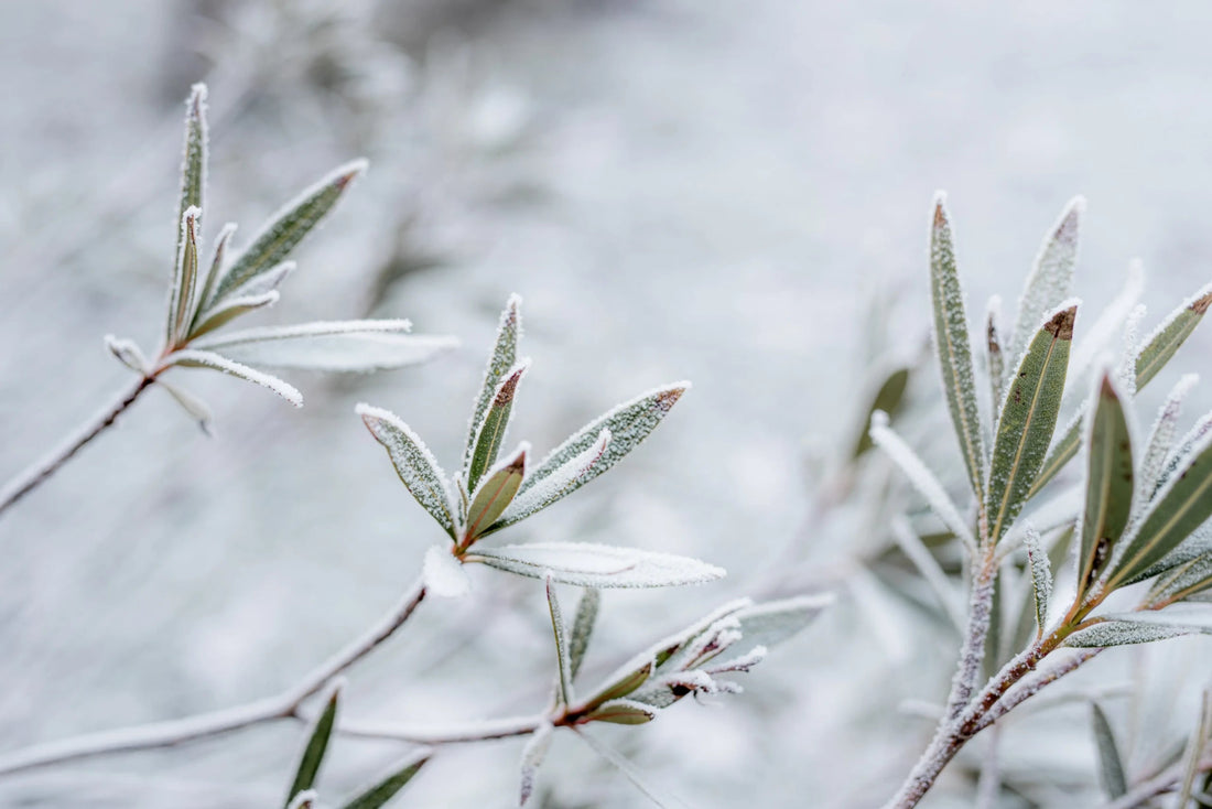 Your Winter Yard Checklist: 12 Essential Tasks to Prepare Your Landscape for Winter - Soildrops