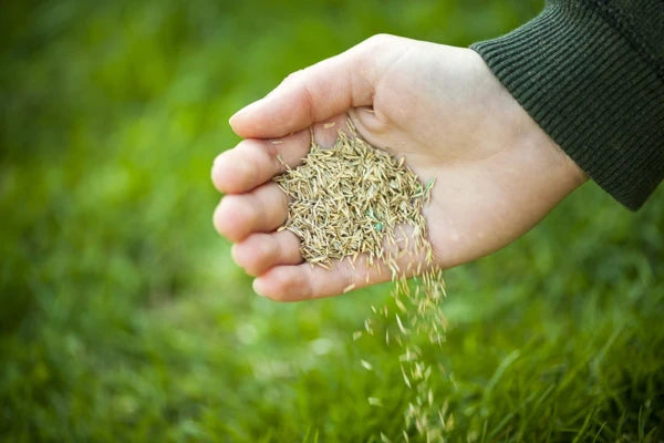 Person holding a handful of Milwaukee grass seed