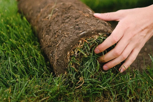Person holding a roll of sod