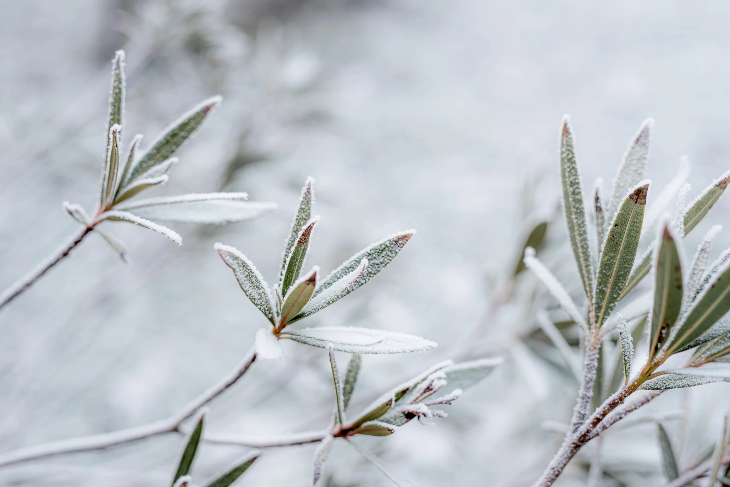 A close-up of a tree branch with leaves covered in snow
