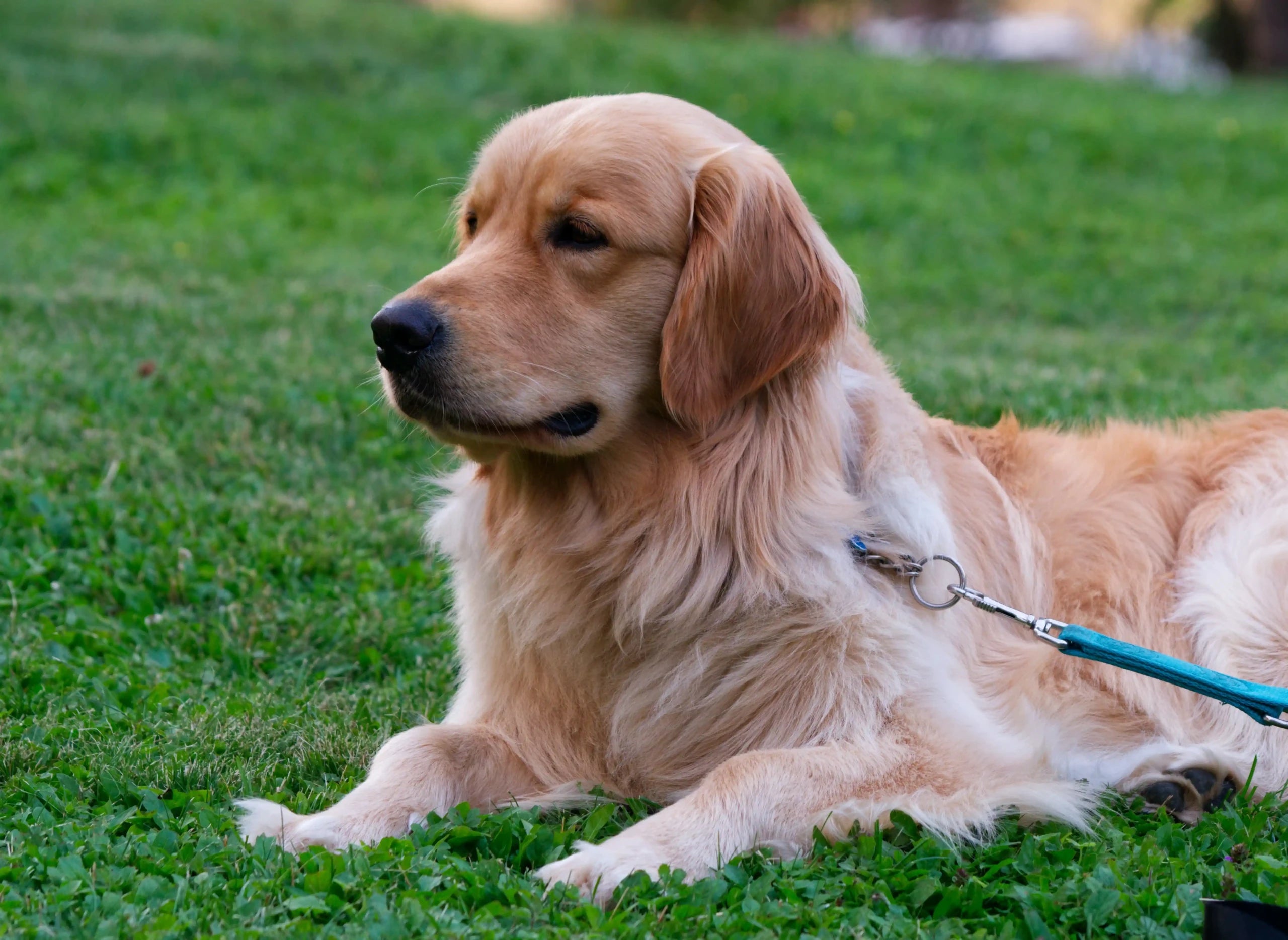 A golden retriever lying on the grass with a blue leash