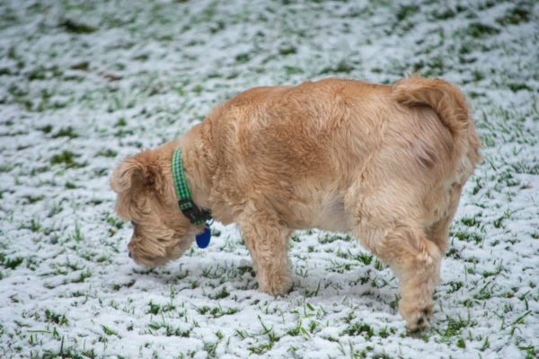 Dog sniffing snow in the park